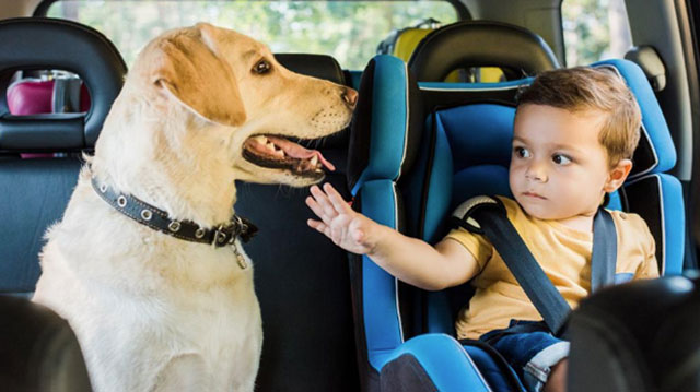 The Dangers of Children or Pets Locked in Cars and How to Respond ...